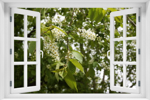 Fototapeta Naklejka Na Ścianę Okno 3D - white flowers of tree in spring