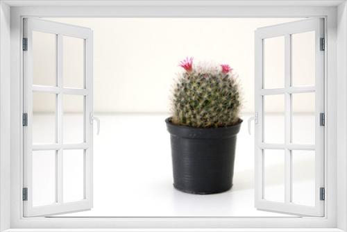 Fototapeta Naklejka Na Ścianę Okno 3D - green pot cactus with beautiful pink flower