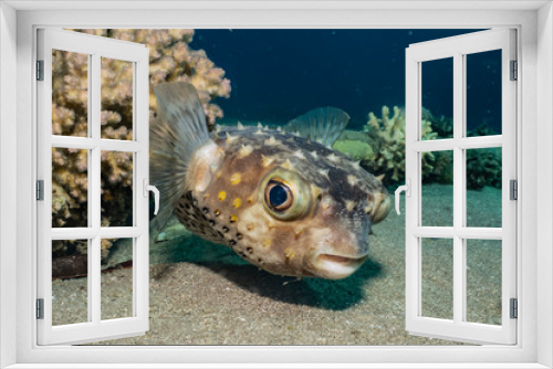 Fototapeta Naklejka Na Ścianę Okno 3D - Diodon fish in the Red Sea Colorful and beautiful, Eilat Israel