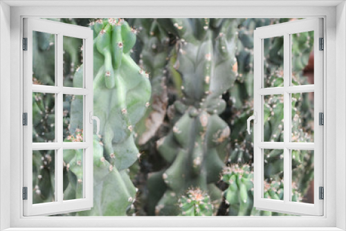 Fototapeta Naklejka Na Ścianę Okno 3D - Pretty cactus