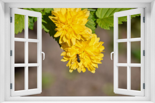 Fototapeta Naklejka Na Ścianę Okno 3D - yellow flowers insect