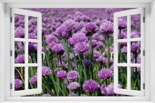 Fototapeta Naklejka Na Ścianę Okno 3D - Hübsche, lilafarbene Blüten vom Schnittlauch