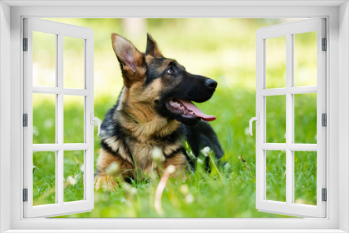 Fototapeta Naklejka Na Ścianę Okno 3D - German Shepherd puppy for a walk