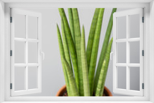 Fototapeta Naklejka Na Ścianę Okno 3D - Sansevieria plants. Stylish green plant in ceramic pots on wooden vintage stand on background of gray wall. Modern room decor. sansevieria plants