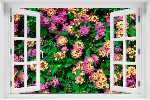 Fototapeta Naklejka Na Ścianę Okno 3D - Beautiful of Lantana flower in the garden 