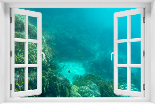 Fototapeta Naklejka Na Ścianę Okno 3D - sea fish, coral reef, underwater