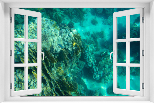 Fototapeta Naklejka Na Ścianę Okno 3D - sea fish, coral reef, underwater
