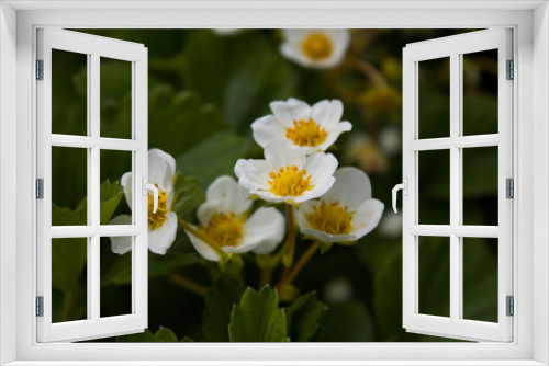 Fototapeta Naklejka Na Ścianę Okno 3D - spring strawberry flowers closeup macro