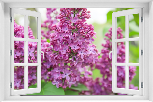 Fototapeta Naklejka Na Ścianę Okno 3D - Blossoming lilac outdoors on spring day