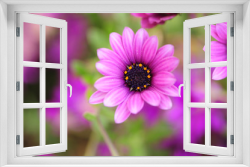 Fototapeta Naklejka Na Ścianę Okno 3D - Lilac color macro flower with vibrant colors