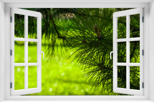 Fototapeta Naklejka Na Ścianę Okno 3D - early summer landscape, old Park, trees, bushes, green grass, bright green leaves