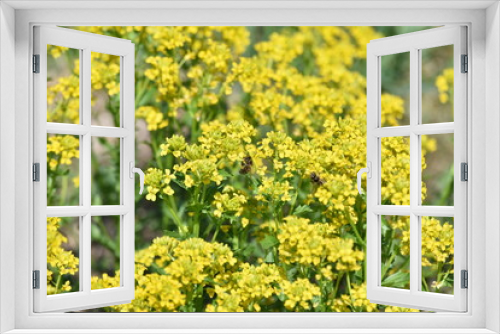 Fototapeta Naklejka Na Ścianę Okno 3D - yellow flowers