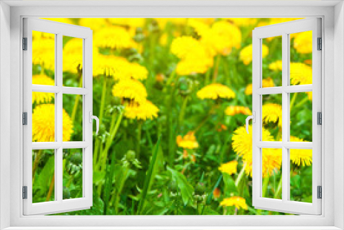 Fototapeta Naklejka Na Ścianę Okno 3D - Yellow dandelion field