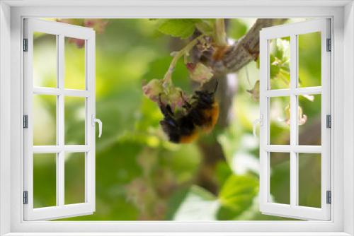 Fototapeta Naklejka Na Ścianę Okno 3D - Beautiful bumblebee on the Bush