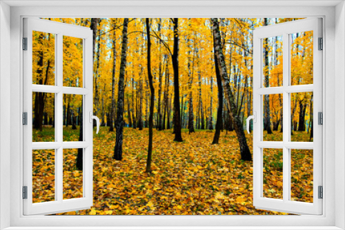 Fototapeta Naklejka Na Ścianę Okno 3D - beautiful vivid autumn forest