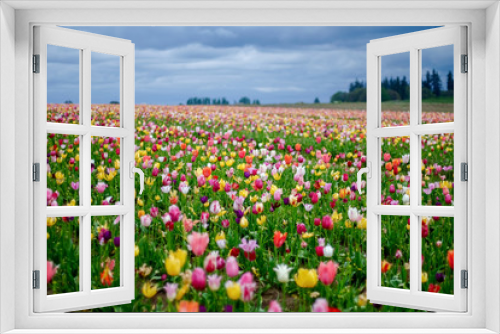 Fototapeta Naklejka Na Ścianę Okno 3D - Wild Tulip Field