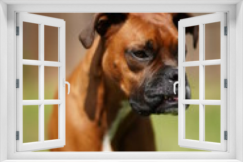 Fototapeta Naklejka Na Ścianę Okno 3D - Boxer Dog