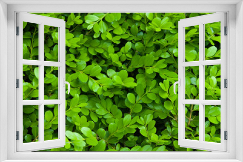 Fototapeta Naklejka Na Ścianę Okno 3D - Green leaf material, texture ,background