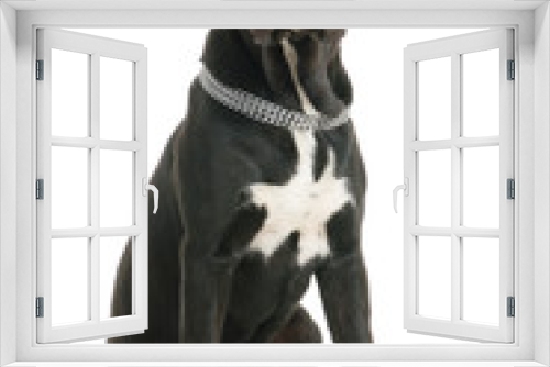 Fototapeta Naklejka Na Ścianę Okno 3D - Cane Corso dog on white background