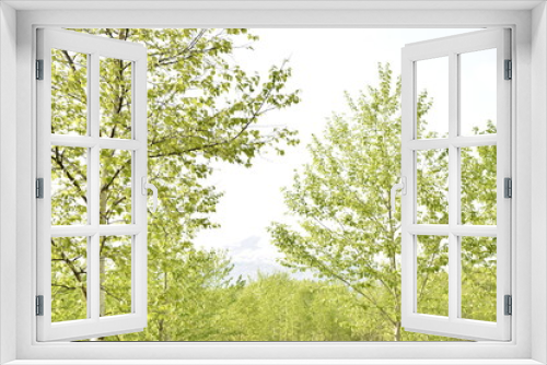 Fototapeta Naklejka Na Ścianę Okno 3D - 白樺の森