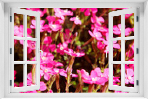 Fototapeta Naklejka Na Ścianę Okno 3D - Silene flowers.