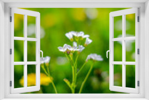 Fototapeta Naklejka Na Ścianę Okno 3D - small white flower on a green meadow