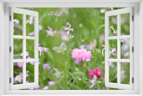 Fototapeta Naklejka Na Ścianę Okno 3D - Flowers in a field. Natural flower background. Amazing nature view of flowers blooming in garden under the sun at the middle of summer day. Beautiful floral.