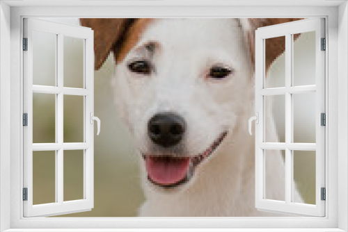 Fototapeta Naklejka Na Ścianę Okno 3D - jack russell terrier portrait