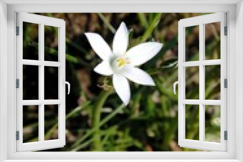 Fototapeta Naklejka Na Ścianę Okno 3D - Close up of a single white star shaped flower of the garden star-of-Bethlehem or grass lily or nap-at-noon or eleven-o'clock lady (Ornithogalum umbellatum)