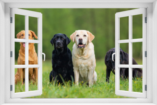 Fototapeta Naklejka Na Ścianę Okno 3D - Four Labrador Retriever dogs. Small depth of field