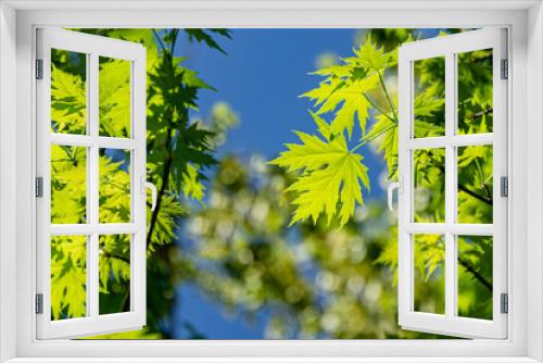Fototapeta Naklejka Na Ścianę Okno 3D - Graceful young green leaves of Acer saccharinum  against the sun on blue sky background. Nature concept for spring design