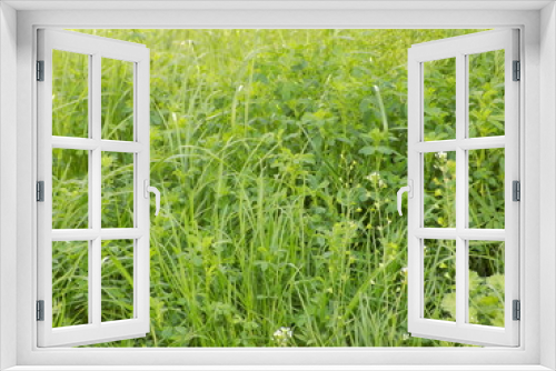 Fototapeta Naklejka Na Ścianę Okno 3D - green grass in the field