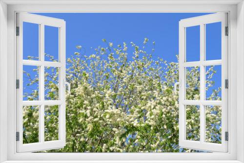 Fototapeta Naklejka Na Ścianę Okno 3D - Blossoming bird cherry tree.