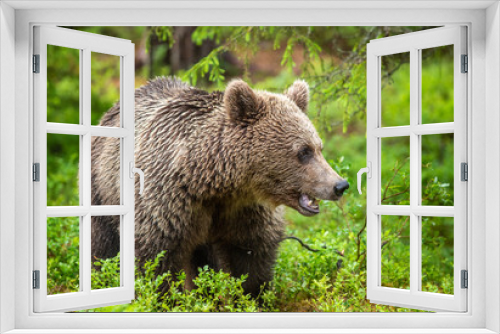Fototapeta Naklejka Na Ścianę Okno 3D - Brown bear in the summer forest. Green forest natural background. Scientific name: Ursus arctos. Natural habitat. Summer season.
