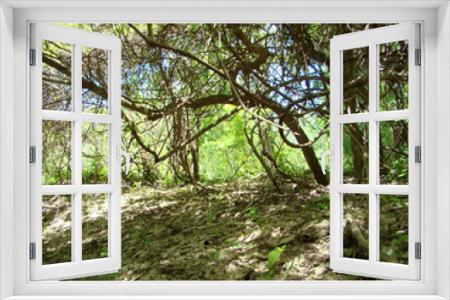 Fototapeta Naklejka Na Ścianę Okno 3D - Wild forests on the small island of Pastramagiul