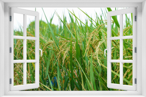 Fototapeta Naklejka Na Ścianę Okno 3D - Rice plantation field with paddy rice