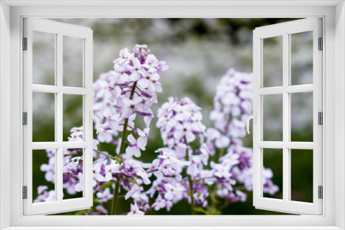 Fototapeta Naklejka Na Ścianę Okno 3D - Light mauve or purple wallflowers bloom in the spring with a cluster of flowers; Wallflowers in front of many small white flowers blurred in the background;