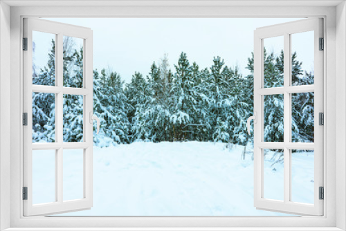 Fototapeta Naklejka Na Ścianę Okno 3D - Whitened Fir Trees with Fresh Snow, Lovely Winter Scenery, Majestic White Spruces Glowing by Sunlight, Wintry Scene, Winter Snow-Covered Trees in the Ural Mountains, Winter Landscape