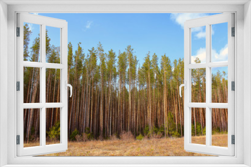 Fototapeta Naklejka Na Ścianę Okno 3D - Beautiful pine forest. Background. Landscape.
