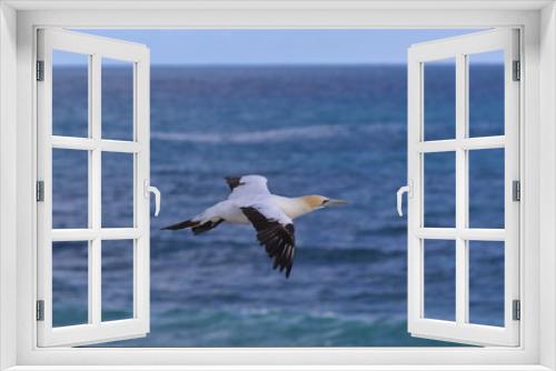 Fototapeta Naklejka Na Ścianę Okno 3D - australasian gannet