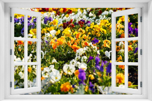 Fototapeta Naklejka Na Ścianę Okno 3D - Closeup of colorful blossom pansy flowers in the park. Pansies are plants cultivated for garden. Summer, flowers background