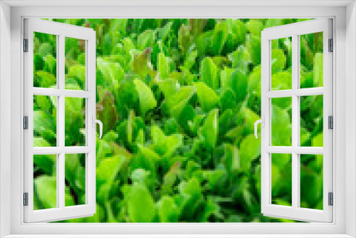 Fototapeta Naklejka Na Ścianę Okno 3D - Green lettuce leaves. Fresh, young and tender lettuce leaves grow in the garden. A solid green carpet. Bright green vegetarian spring background. Green salad grows Green salad grows