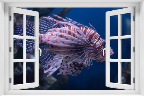 Fototapeta Naklejka Na Ścianę Okno 3D - Lionfish-Zebra Pterois volitans Because of its unusual appearance it is also called the sea devil, Zebra fish, butterfly fish, fire fish or striped lionfish The spines of the lionfish contain venom