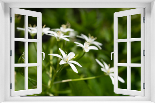 Fototapeta Naklejka Na Ścianę Okno 3D - Weiße Vielfalt 