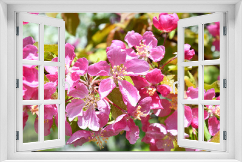 Fototapeta Naklejka Na Ścianę Okno 3D - Pink flowers of the Apple-tree in Spring Garden After the rain