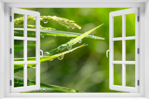 Fototapeta Naklejka Na Ścianę Okno 3D - Green grass in nature with raindrops