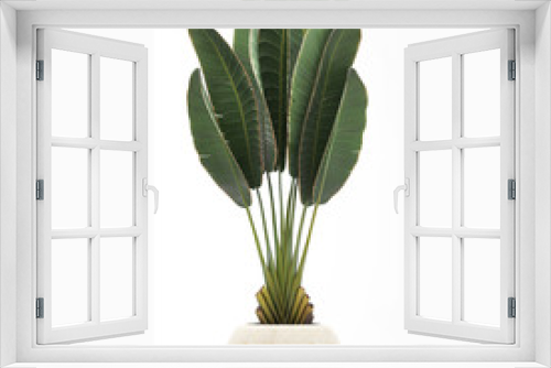 Fototapeta Naklejka Na Ścianę Okno 3D - Banana palm, Ravenala palm in a pot	
