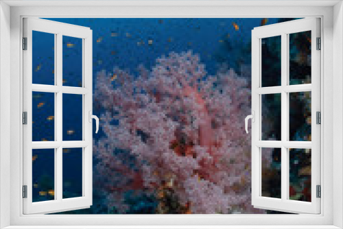 Fototapeta Naklejka Na Ścianę Okno 3D - Colourful tropical reef