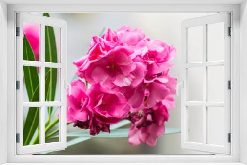 Fototapeta Naklejka Na Ścianę Okno 3D - Pink flower, closeup photography