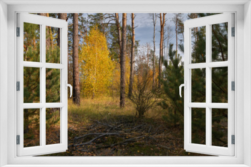 Fototapeta Naklejka Na Ścianę Okno 3D - Birch in a pine forest in autumn